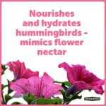 Pennington 64 oz. Hummingbird Clear Electronectar Ready to Use 100543828