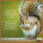 Pennington 6.5 lb. Ear Corn Cobs Wildlife Treats for Squirrels, Geese and Ducks 100542062