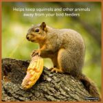 Pennington 6.5 lb. Ear Corn Cobs Wildlife Treats for Squirrels, Geese and Ducks 100542062